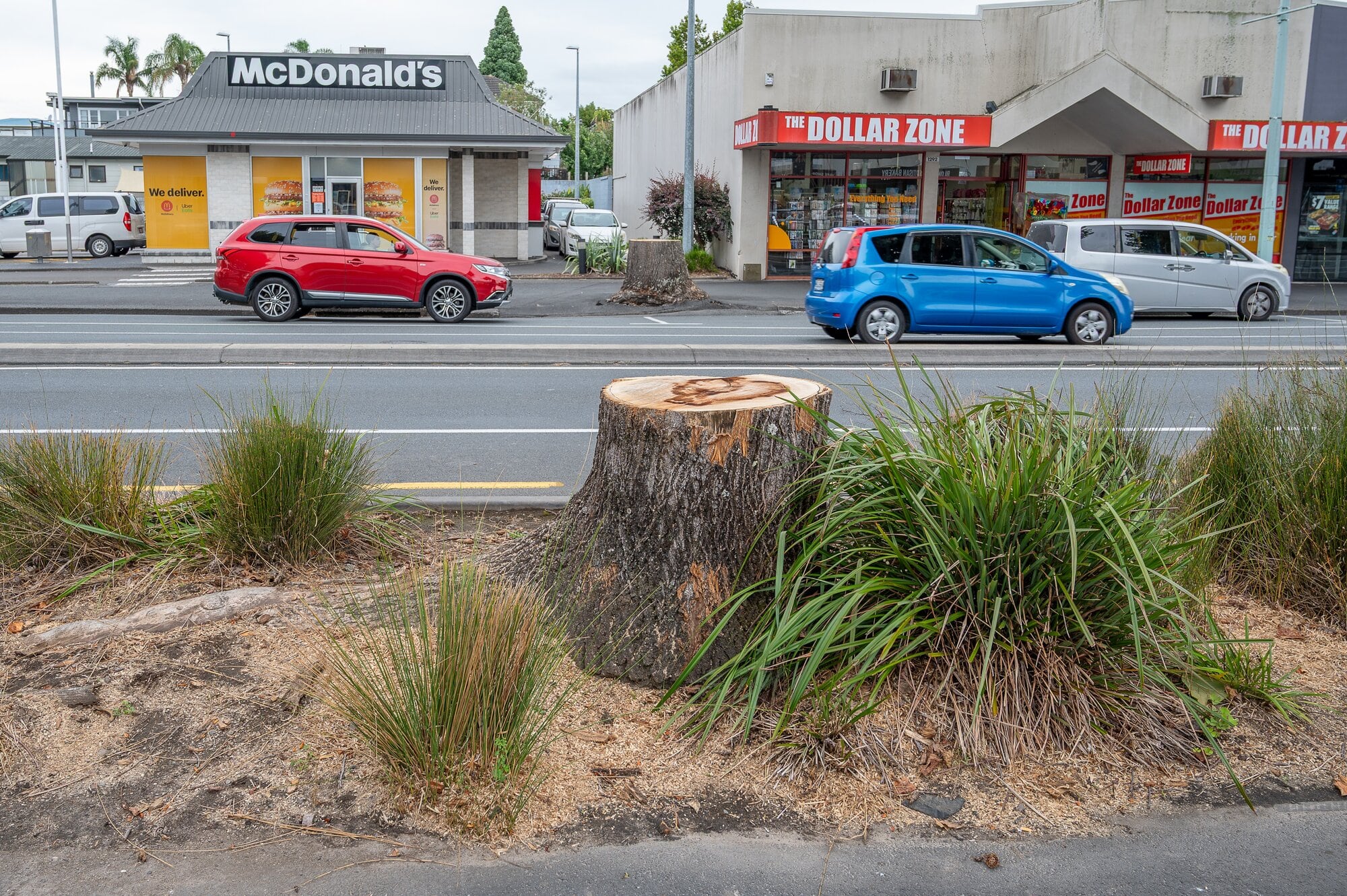 The tulip tree on the median strip of Cameron Rd in the Greerton Village was identified as having structural issues, requiring its removal. Photo/David Hall