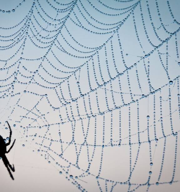If spiders banded together, they could eat all humans in one year