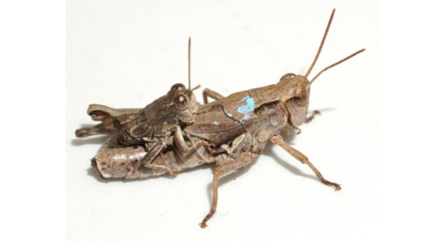 Going, Going, Gone: Natural Grasshopper Elimination - Get Lost Pest Control