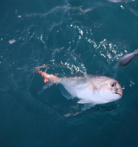 Giant fish .. - Picture of Fish hook, Dunedin - Tripadvisor