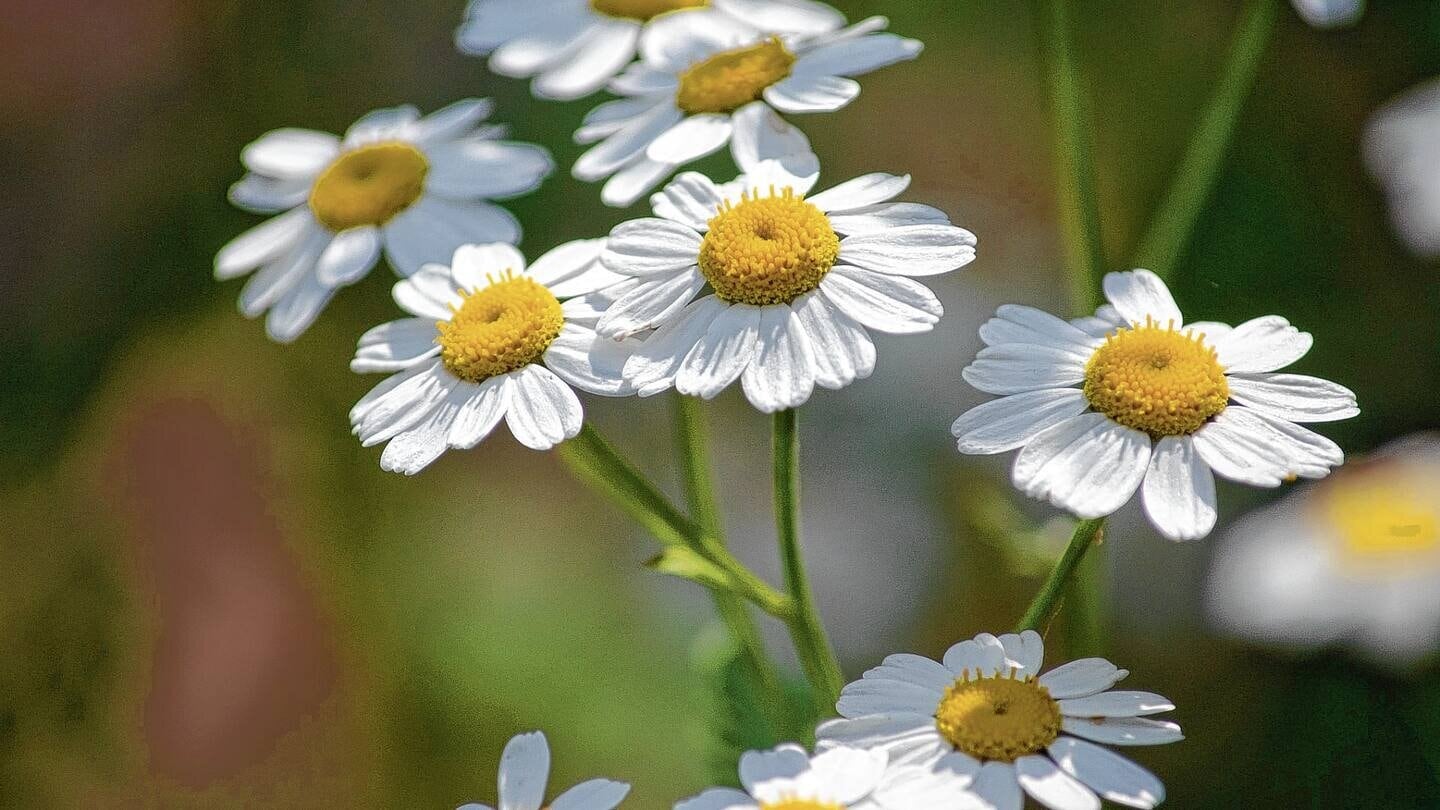  The chamomile flower has a good reputation as a sleep aid.