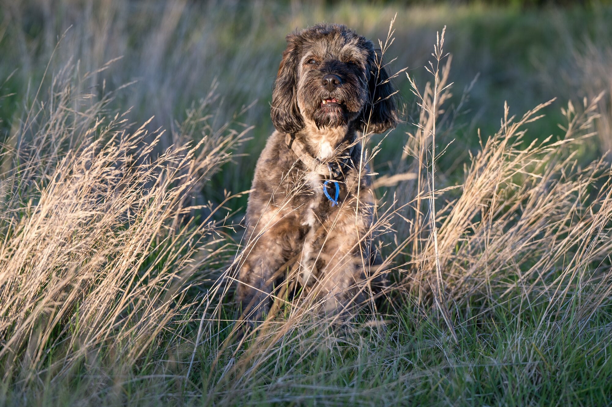  TickTock the Caboodle, 13, playing in long grass. Photo / David Hall