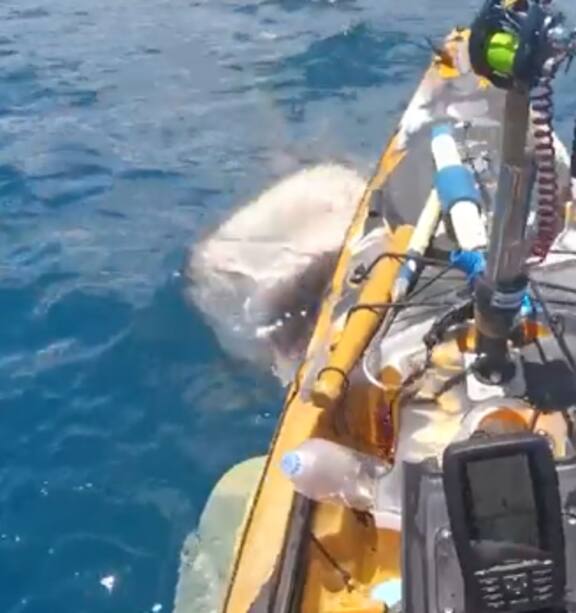 Tiger Shark Attacks Kayak Fisherman on Video Off Hawaii Coast