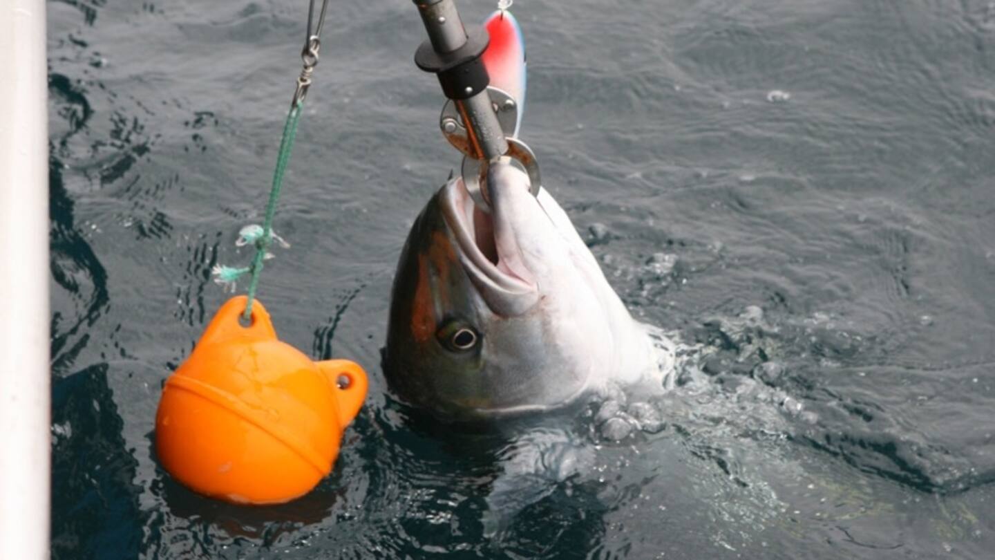 Monster fish gets boat by hook, line and sinks it - NZ Herald