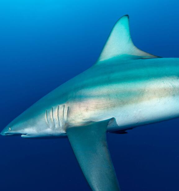 Shark attack capital of the world': two attacks in Florida just