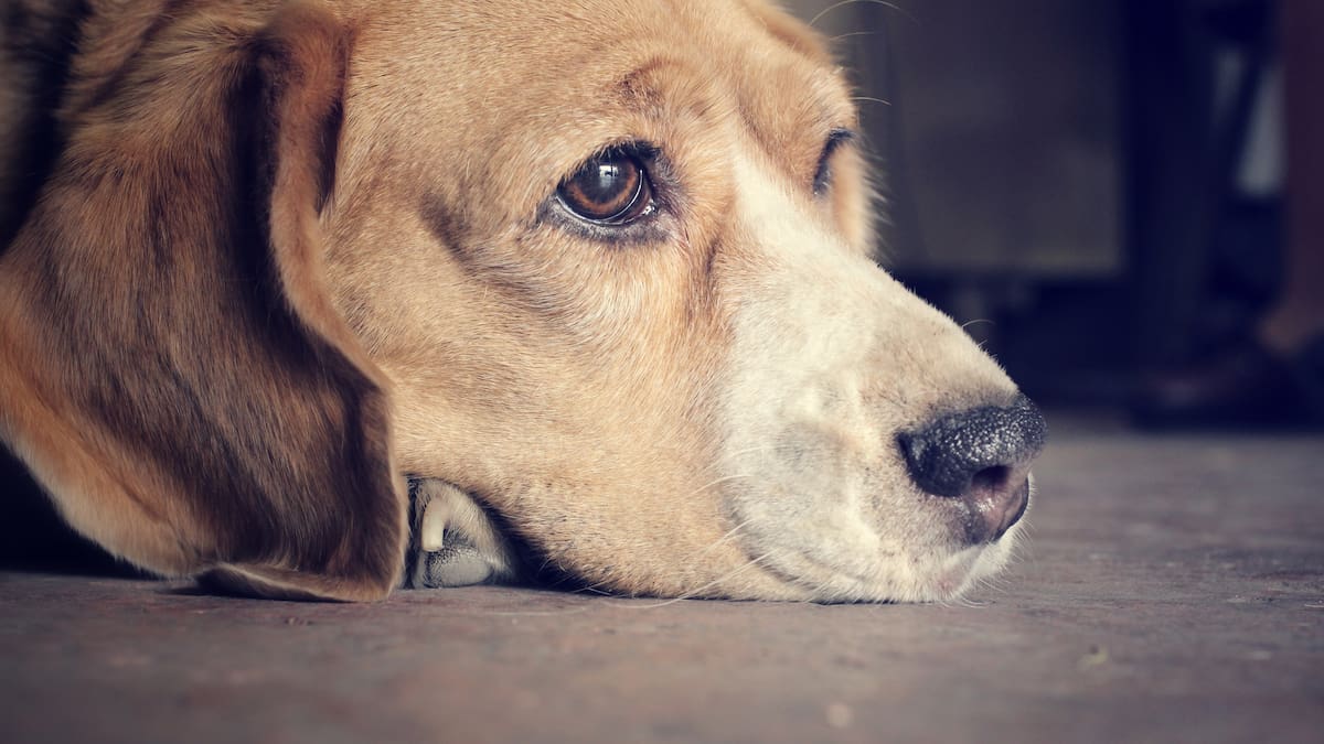 Why a pet’s death can hurt worse than losing a human loved one
