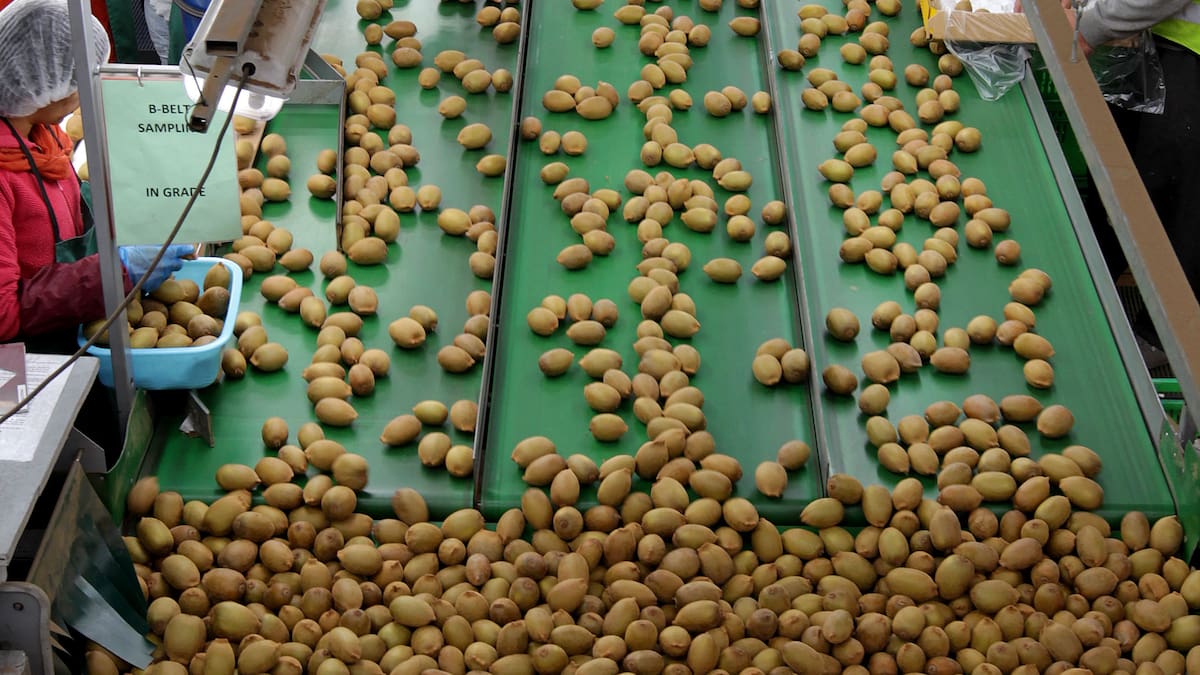 Kiwifruit industry 'booming', licence and orchard prices fall
