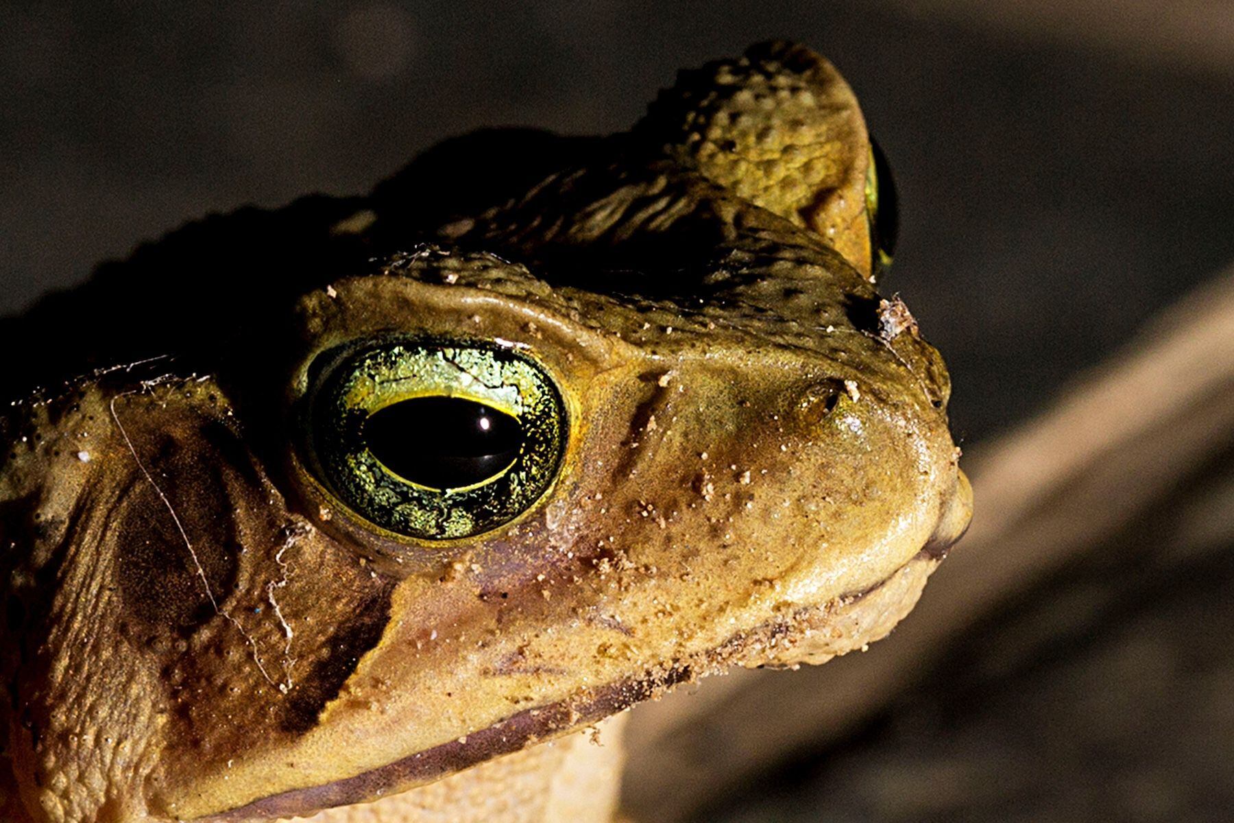 Cane toad toxin used to lure in and trap tadpoles