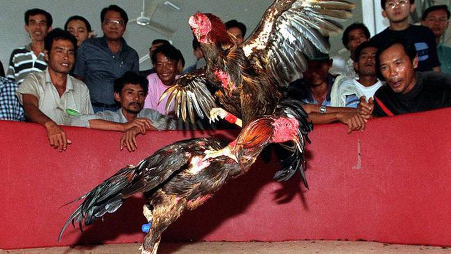 Police Officer Killed By Rooster At Illegal Cockfight In The Philippines Nz Herald 