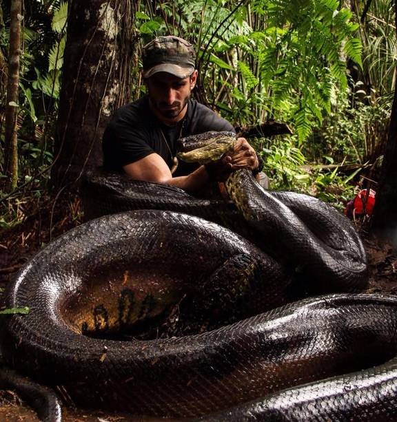 A little snake's big gulp may put all other snakes to shame