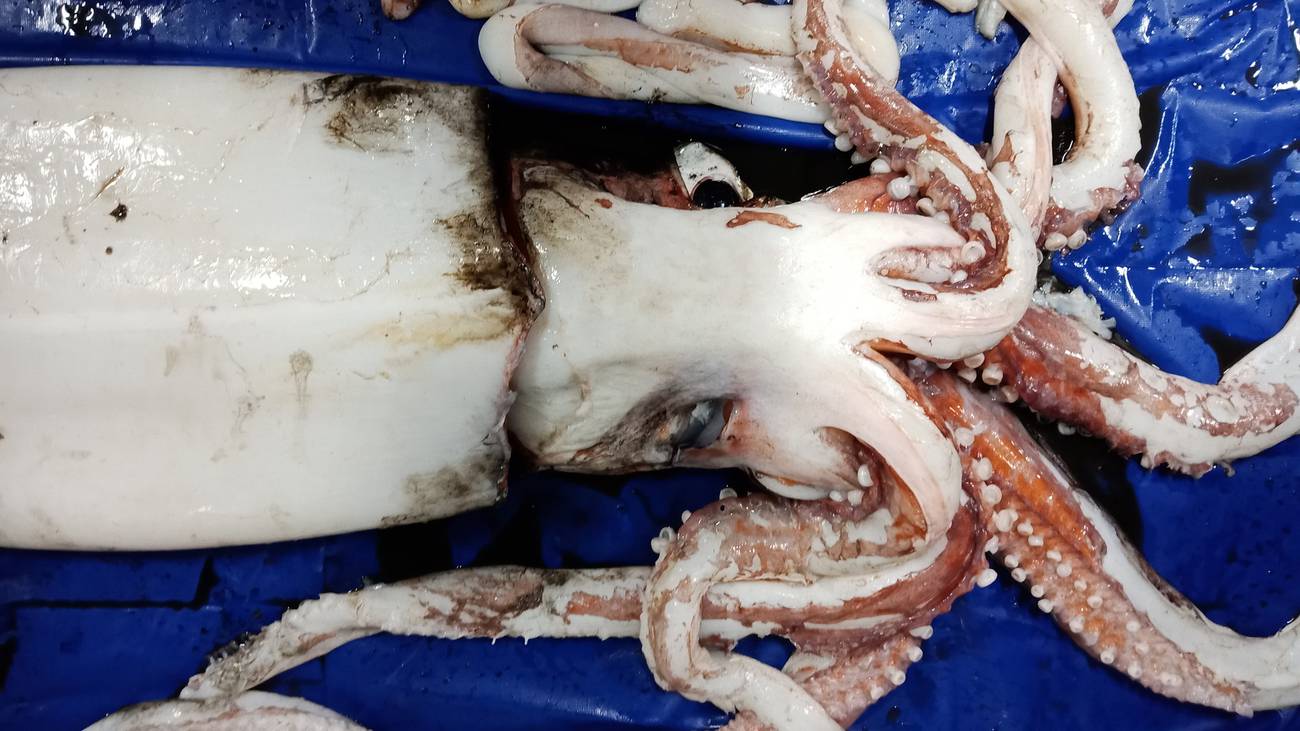 are giant squids dangerous