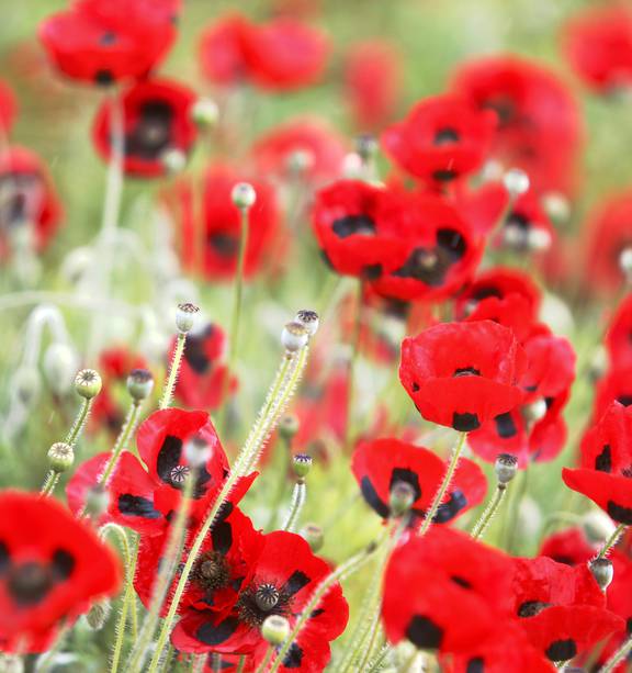 Red Poppy Flower Importance - All You Should Know