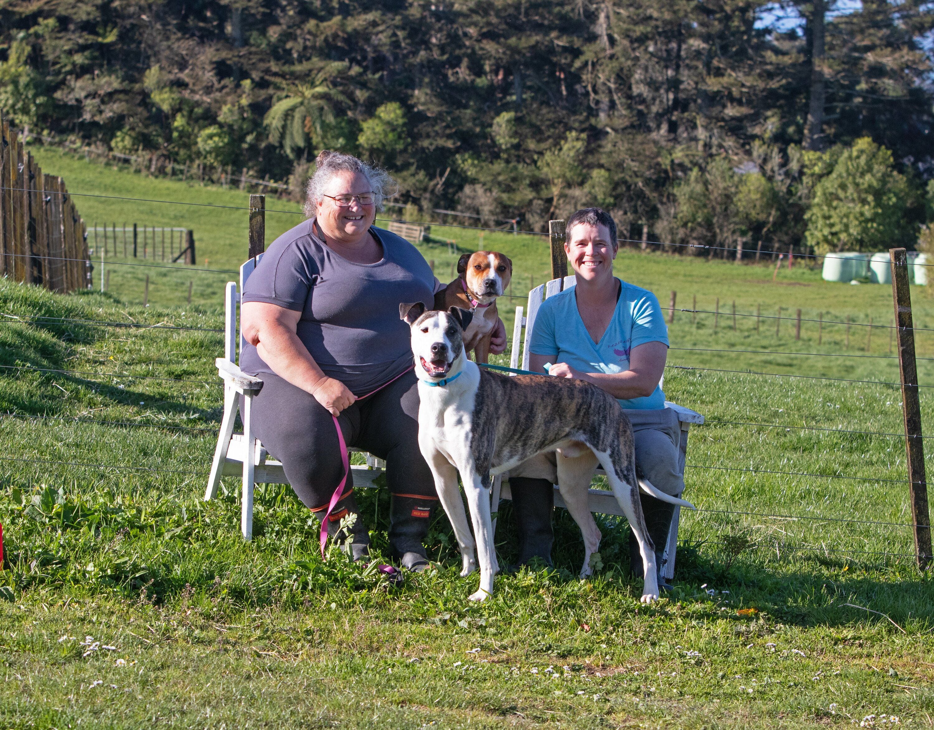 Vada's Angels will look after dogs of all ages and sizes. Photo / Bob Tulloch