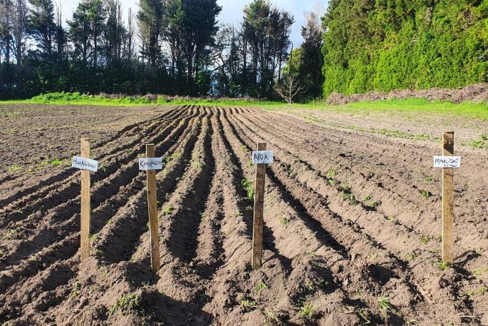 Potatoes are another staple vegetable grown. Photo / supplied.