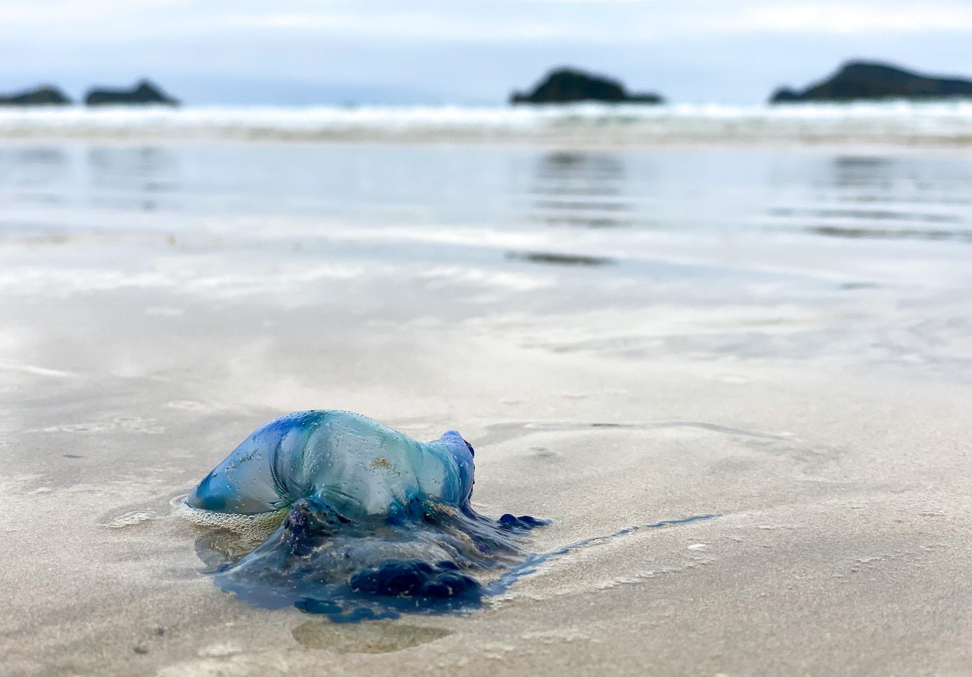 Beware bluebottles at local beaches - Our Nelson