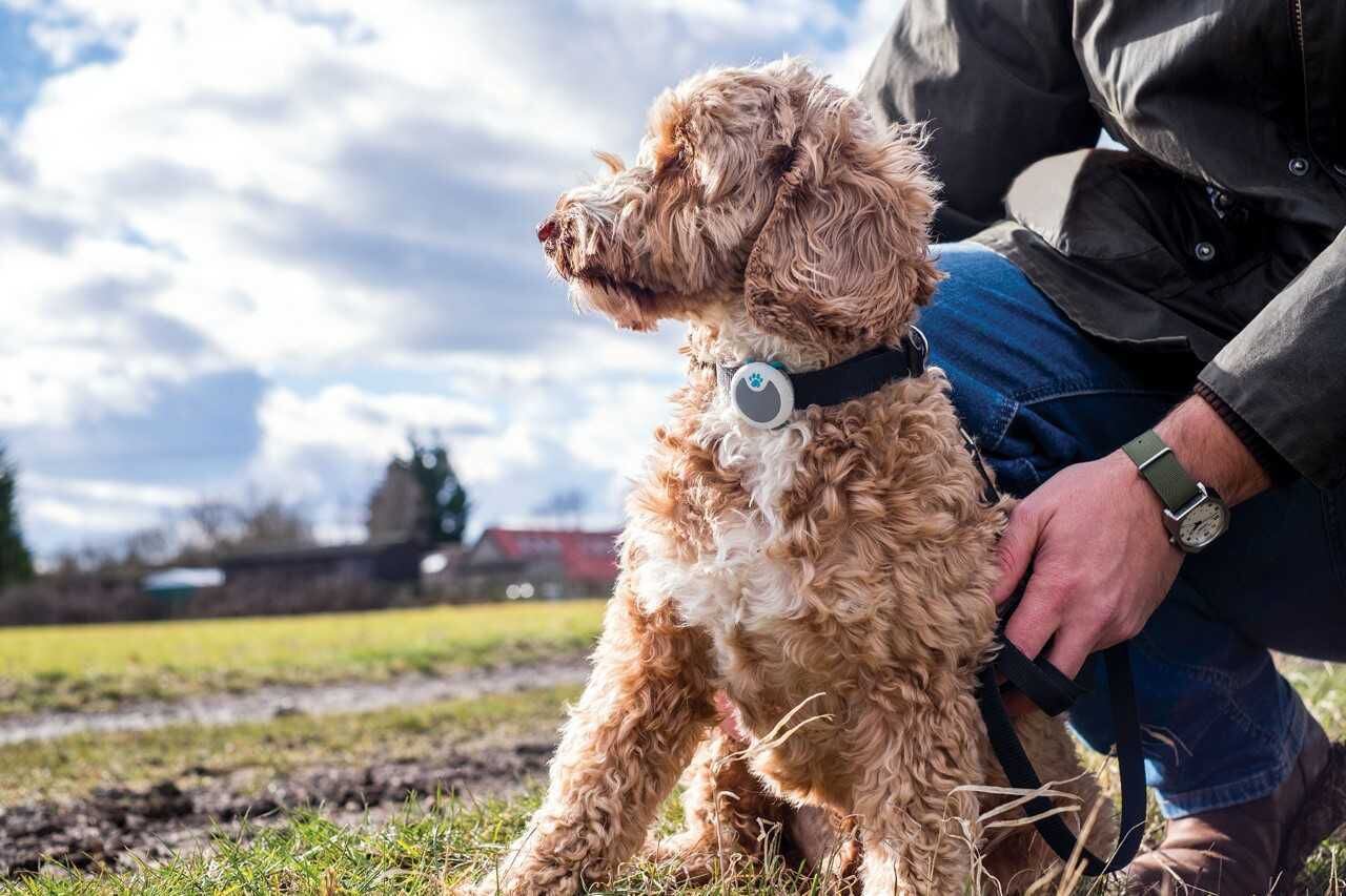 do dogs have human like jealousy university of auckland